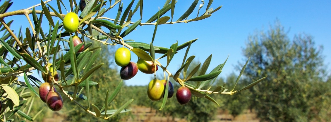 A close up of a tree branch with fruits
            
            Description automatically generated