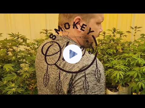 checking out the BREEDING ROOM at Smokey Okies Cannabis