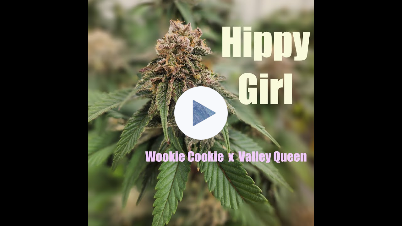 Hunting a seed pack of new strain: Hippy girl (Wookie Cookie x Valley Queen)