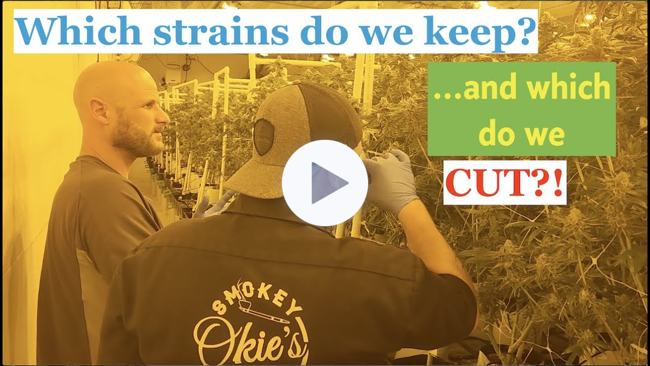 CUT LIST: Deciding which strains to Cut vs. Keep | New strains from Bulletproof Genetics