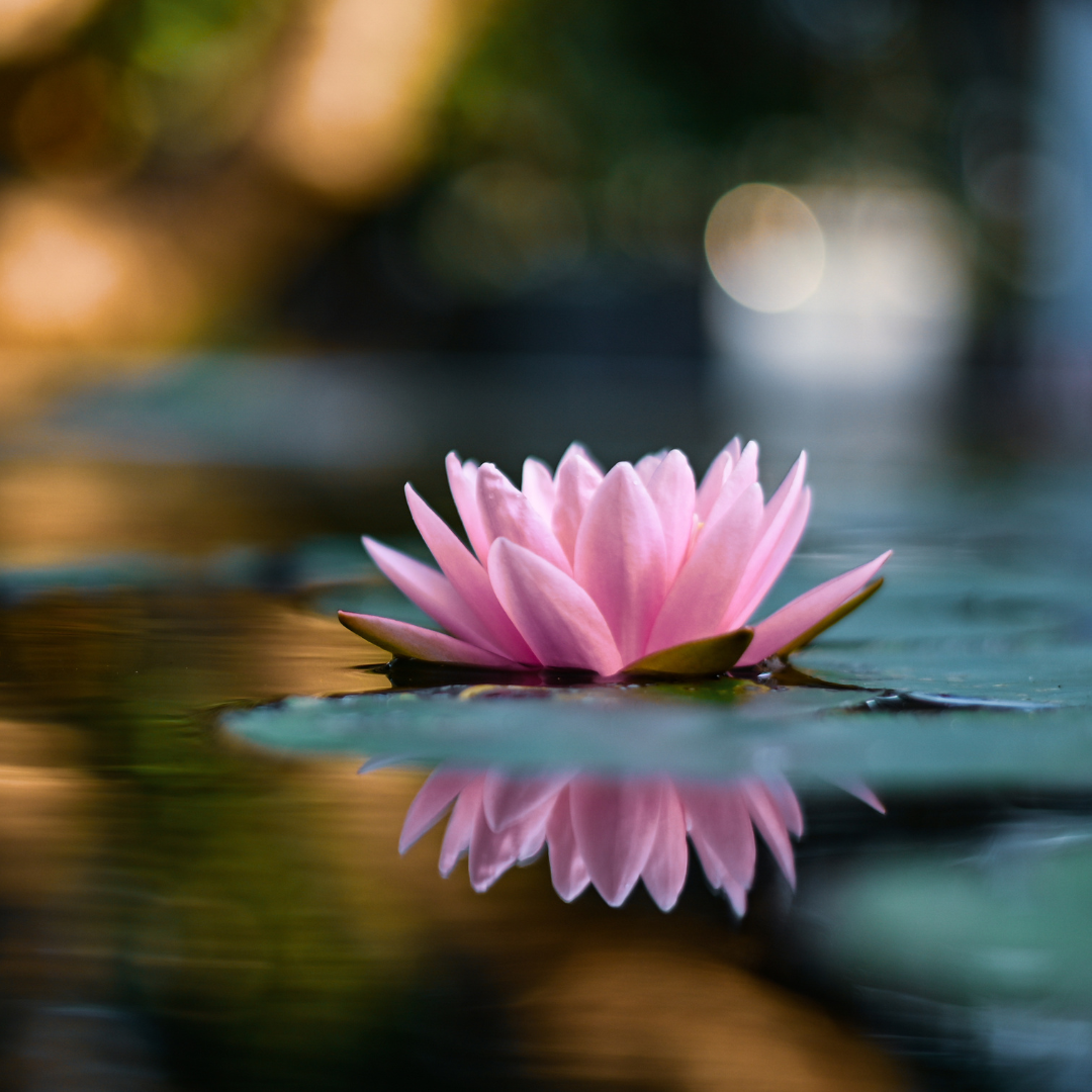Soft light on water lily symbolising growth and connection.