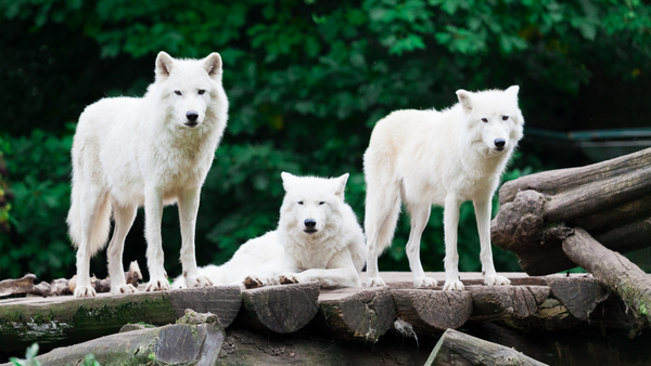 3 white wolves, two standing and one laying on some fallen logs. All are looking at the camera. There is greenery from trees in the background.