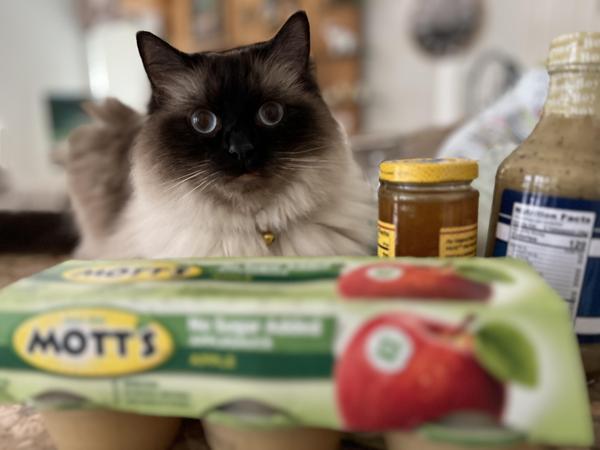 Simba is the sweetest Ragdoll cat. His coat is soft and fluffy and his eyes are a beautiful blue. His brown nose, ears and paws stand in contrast to his creamy white fur. He checks out the colorful new arrivals from the grocery store.