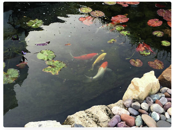 Koi Fish and Lily Pads fine art print