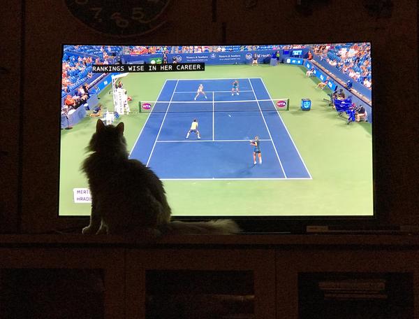 Tennis Fan Cat