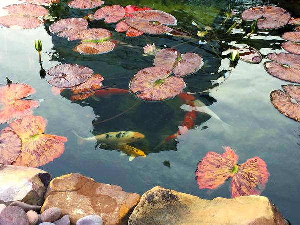 Koi and Waterlily Pads