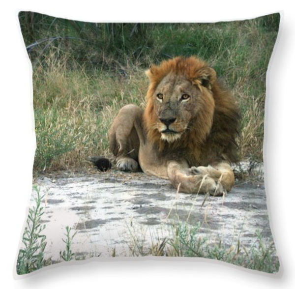 African Lion Throw Pillow
