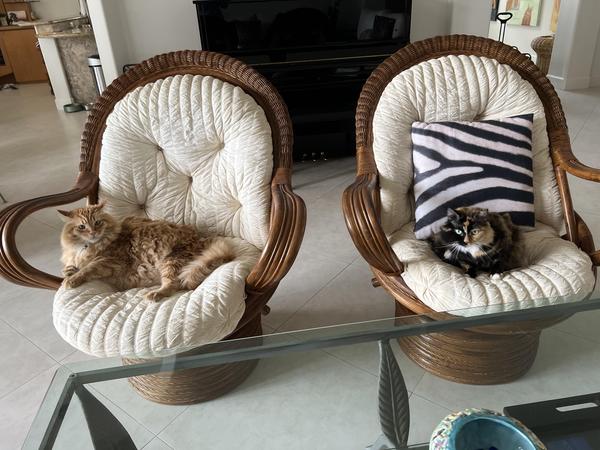 Cats Playing Mahjong jigsaw puzzle.
