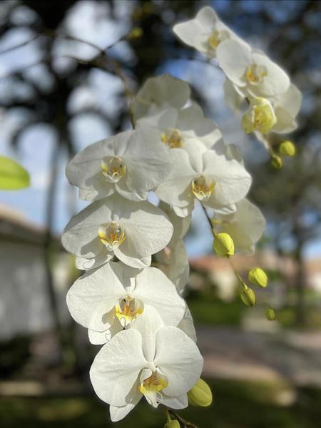 White Orchids with Yellow