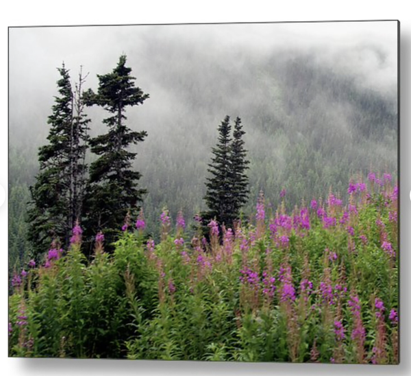 Alaska Pines and Wildflowers Metal Print