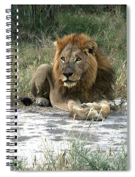 African Lion Spiral Notebook