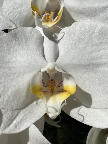 White Orchids with Yellow Center Close Up