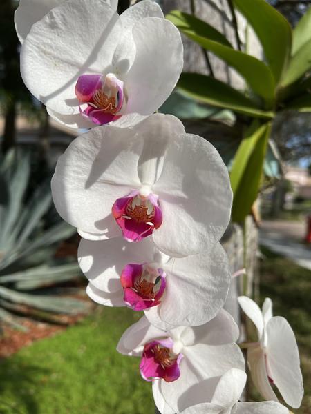 White Orchids with Pink
