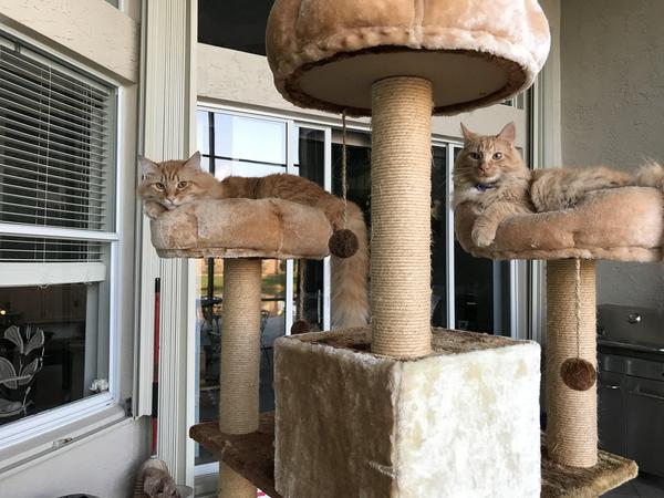 Cats Playing Mahjong jigsaw puzzle.