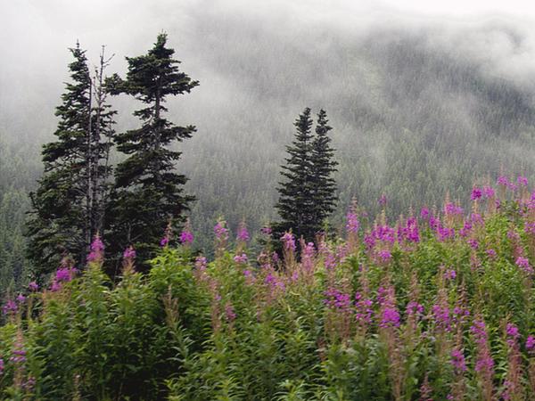 Alaska Pines and Wildflowers
