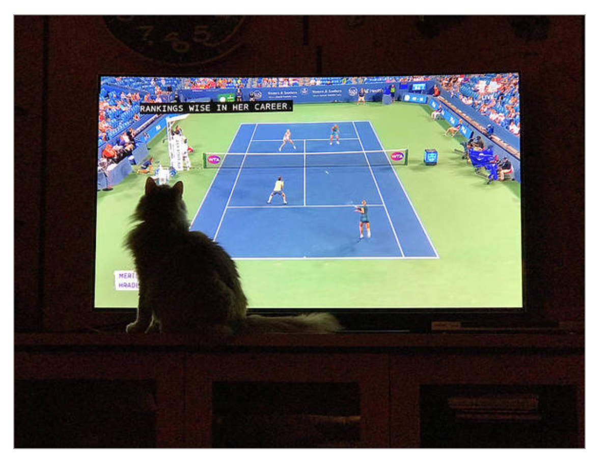 Tennis Fan Cat