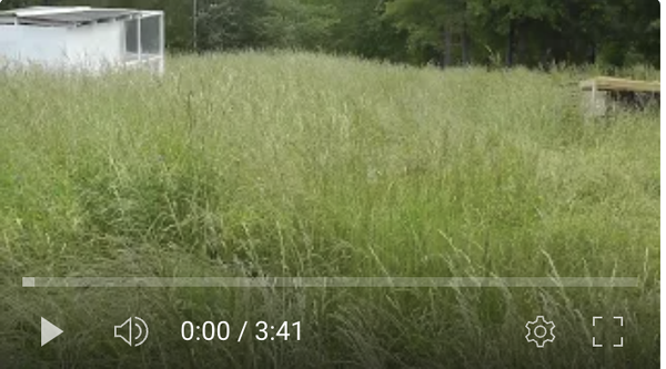 Happiness From Chicken Eggs?