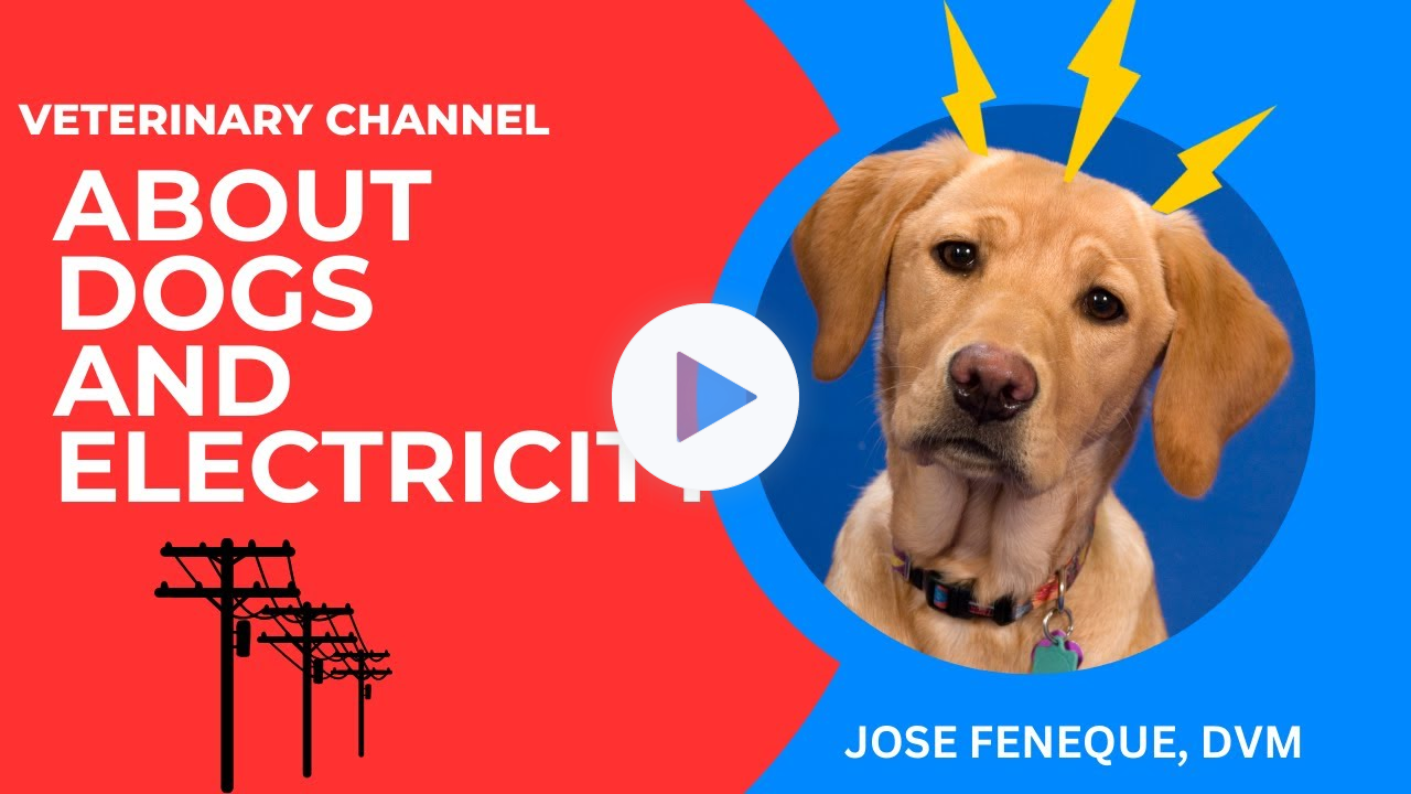 Can Dogs Smell and Hear Electricity?