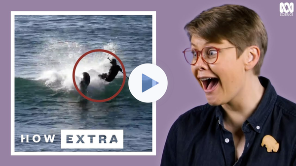 Hardcore Wild Animal Moments Caught On Camera | REACTION | How Extra | ABC Science