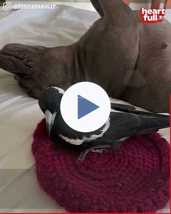 Meet Peggy And Molly! A Dog & Bird Friendship You've NEVER Seen Before