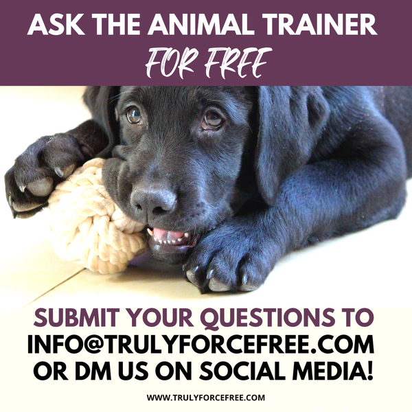 🐶 How do I get my dog to stop jumping on me?