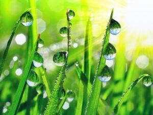 Spring Term 2023 Open Now with image of fresh grass with dew drops.