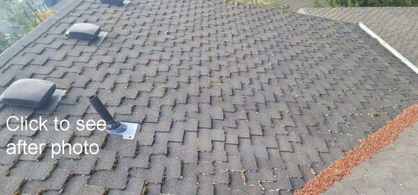 Recent Moss Removal Job
