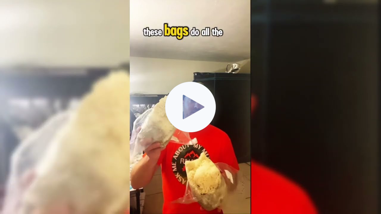 Lion's Mane on Grain-Free & 3-Layer All-in-One Super Bags - Ultimate Grow Test!