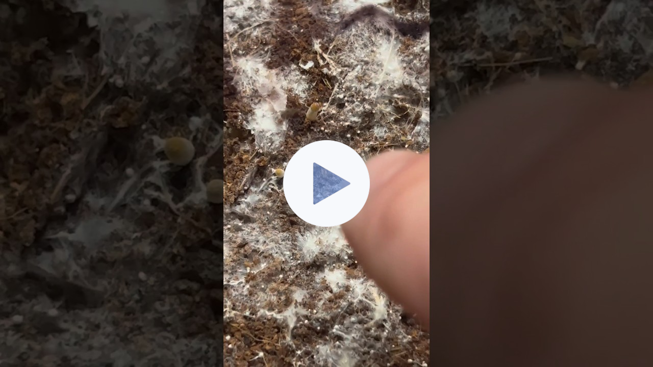 Battling clogged blocks from spore drops | Quick and easy solution for multiple flushes!