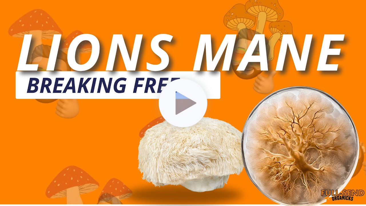 Lion's Mane BREAKS FREE! The Wild Truth About Mycelium Growth