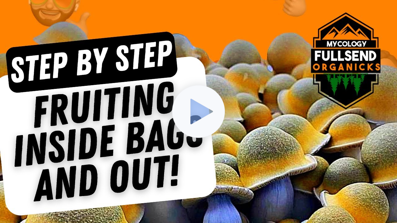 All in one mushroom super bag and Shitmaster1000! Fruiting IN the bag and IN tubs! (Step by Step)