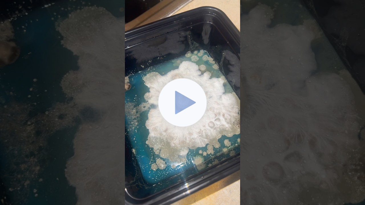 This Is Why Mycelium Always Wins Against Contamination. 6 months into 3 mins #science #mycelium