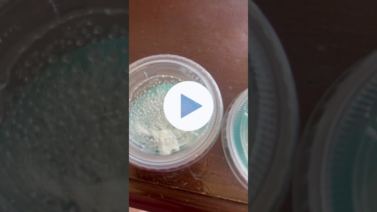 Grocery store mushrooms on Agar! Just Myco Punch it!!