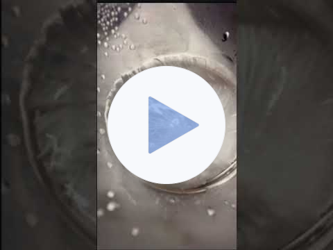 Insane Mycelium Growth! Genetic Transfers & Culture Expansion