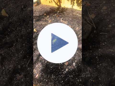 Little surprises in the Garden!