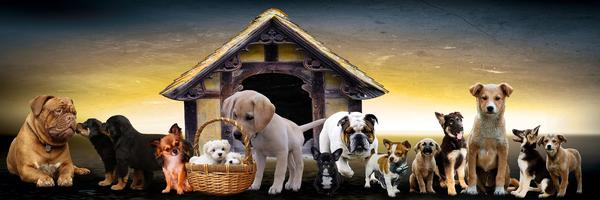 Puppy Express - New Jersey Puppy Transportation Service