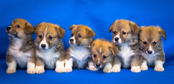 Puppy Express - New Jersey Puppy Transportation Service