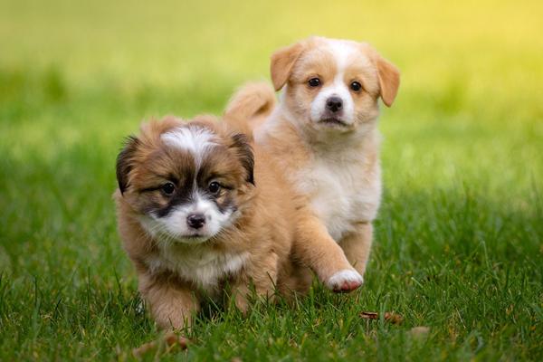 Puppy Express - New Jersey Puppy Transportation Service