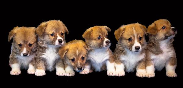 Puppy Express - Florida Puppy Transportation Service