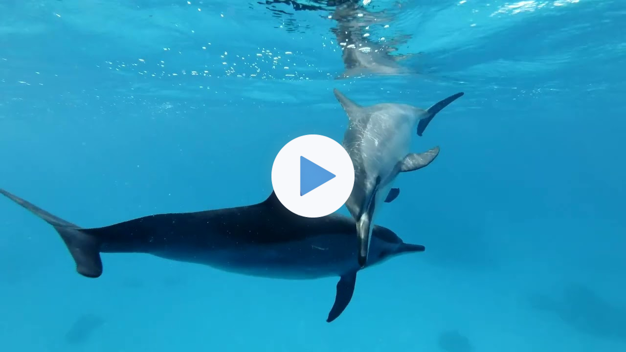 10 Dolphins Dancing By Lynn Patrick