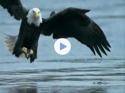 The Eagle and the Hawk - John Denver