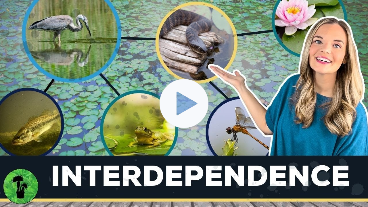 Interactions in an Ecosystem | Interdependence