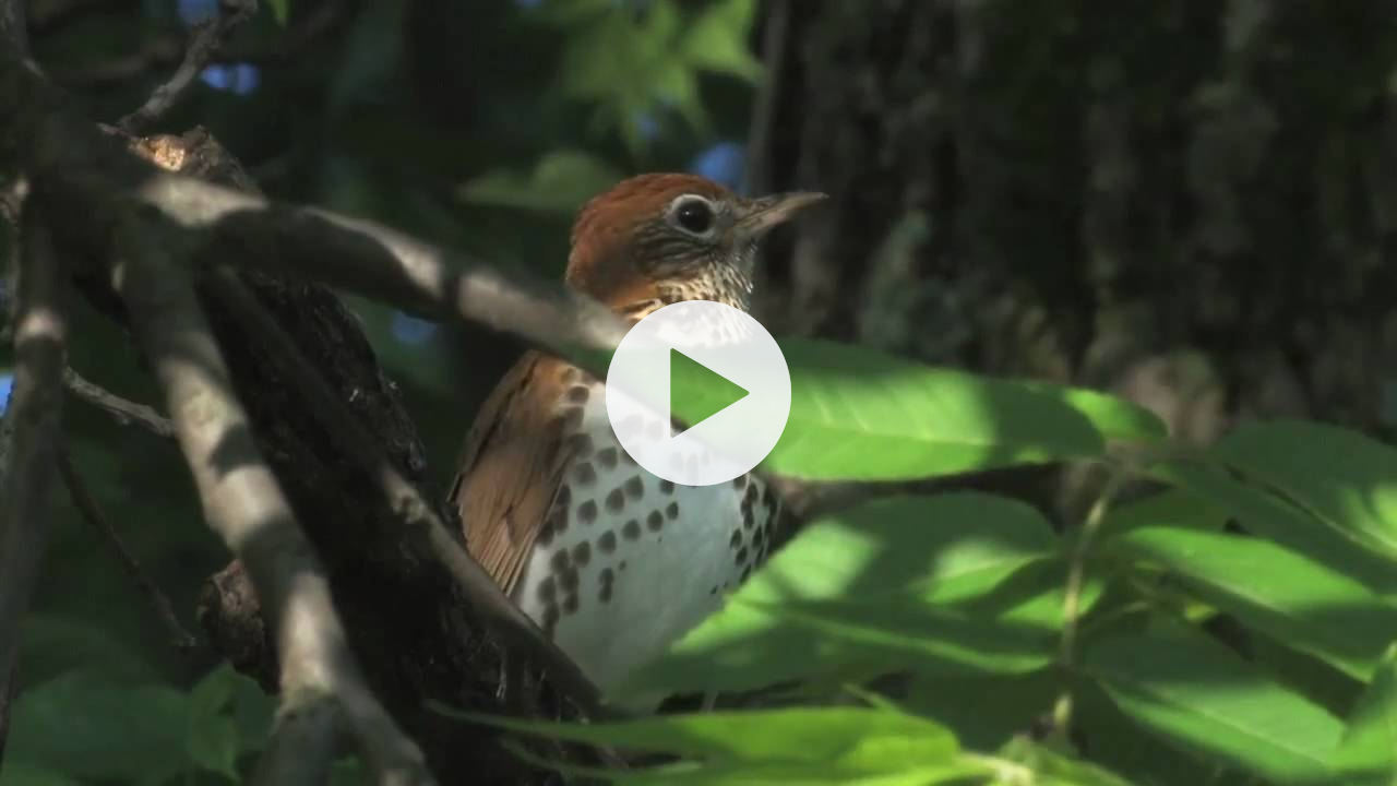 wood thrush