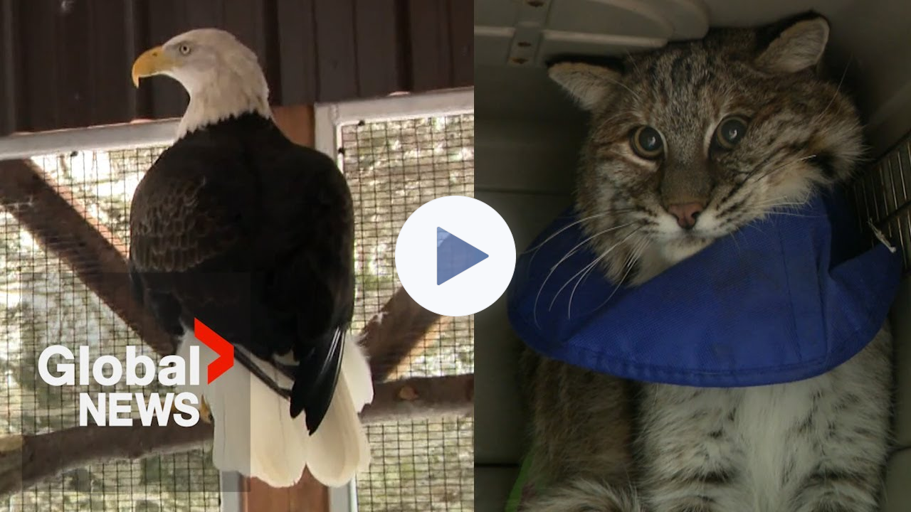 Happy Tails: Finding Hope For Wildlife in an ever-changing world of human, nature-driven challenges