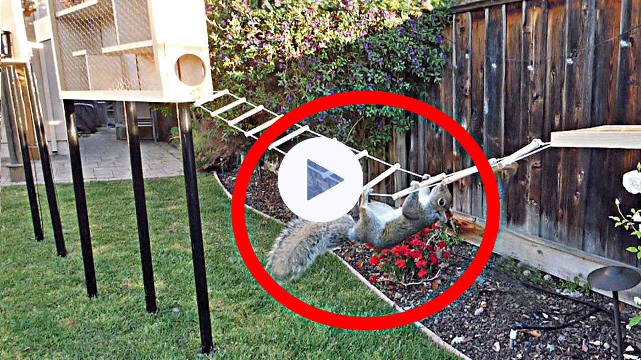 Backyard Squirrel Maze 1.0- Ninja Warrior Course