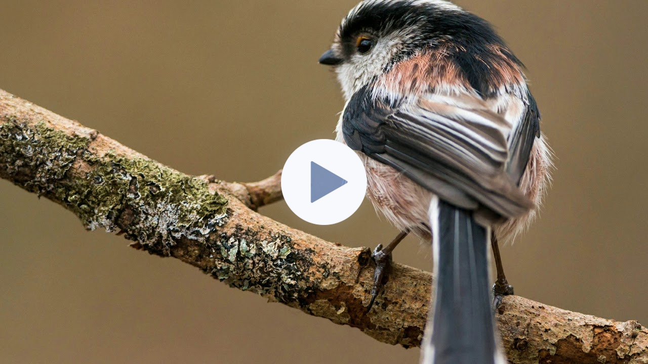 Judy Collins. Nightingale II