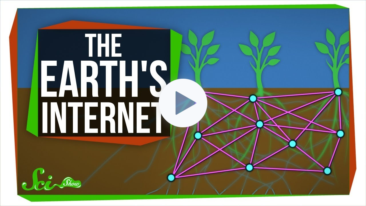 The Earth's Internet: How Fungi Help Plants Communicate