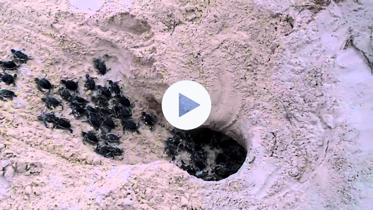 New Born, Baby Sea Turtles Race to the Ocean!