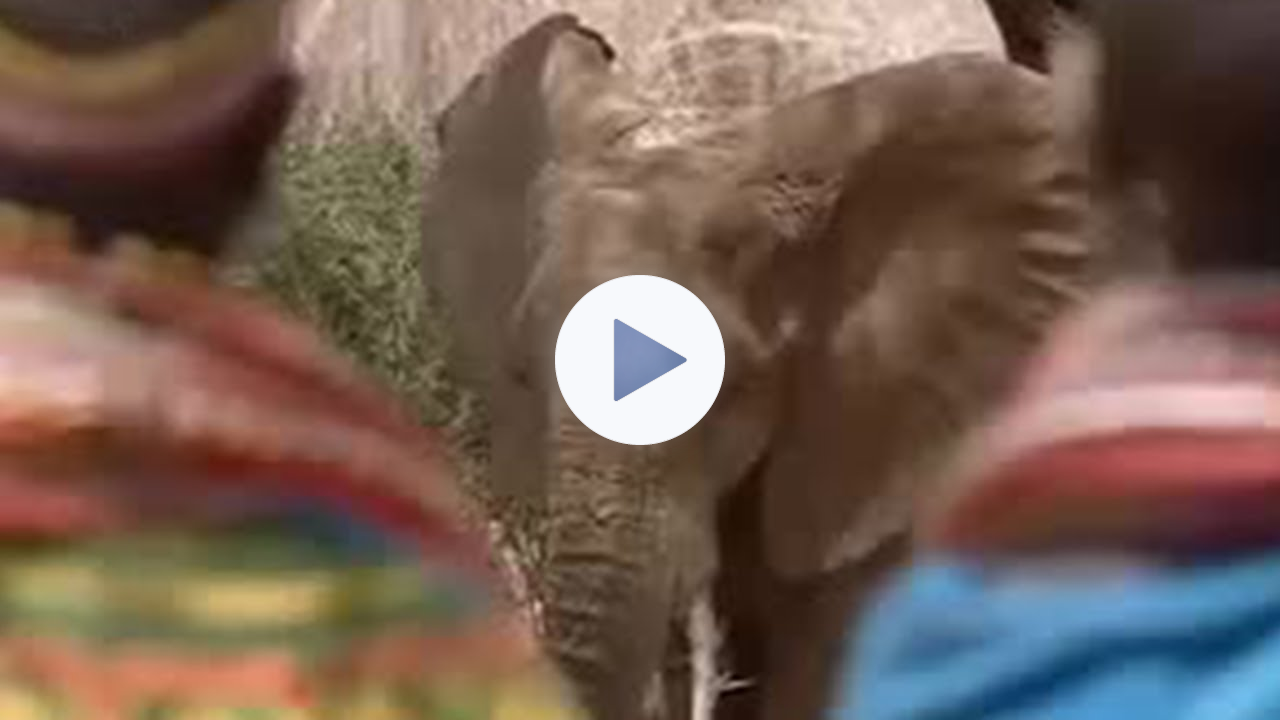 Tribal Ritual Apology to Endangered Elephants | BBC Studios
