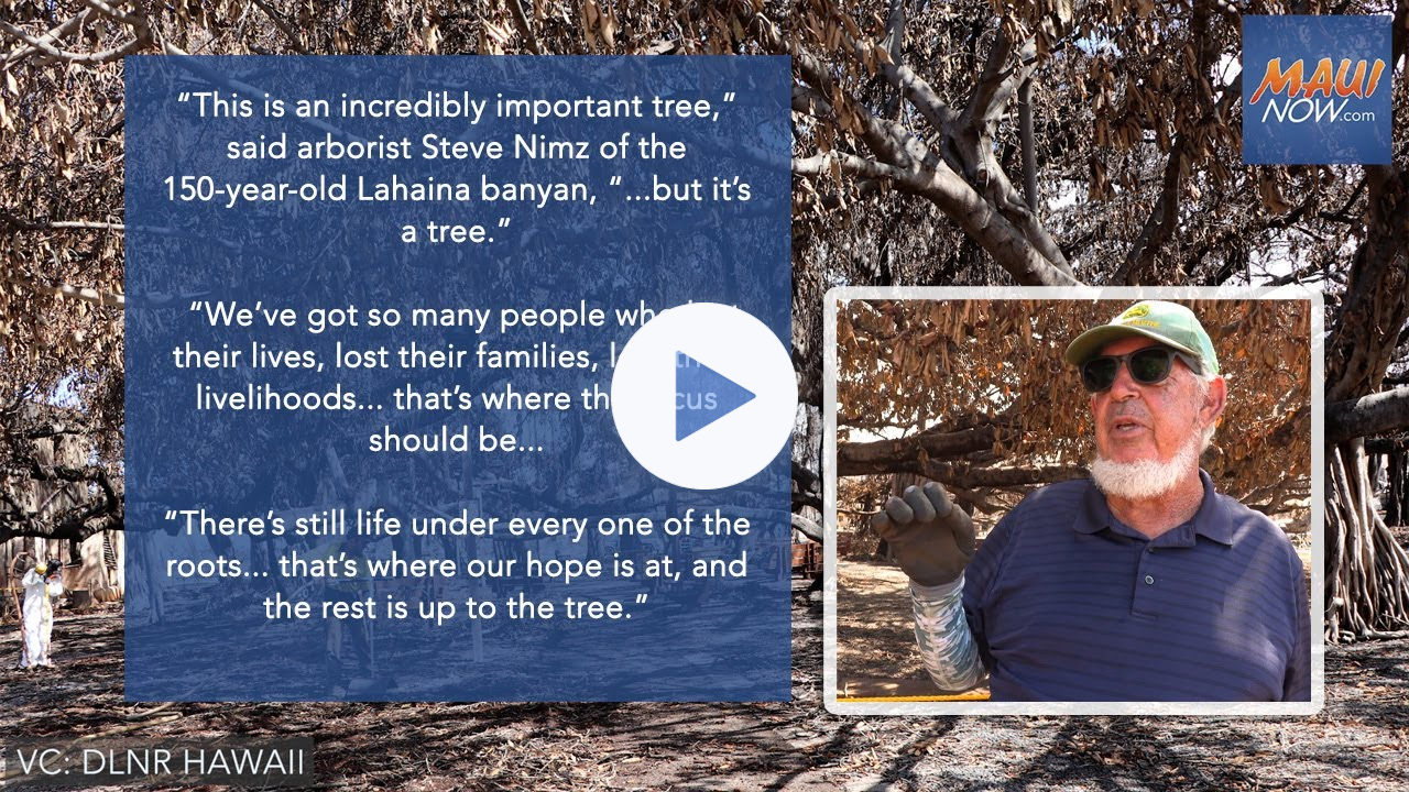 Experts Care for Banyan Tree in Lahaina after deadly wildfire on Maui